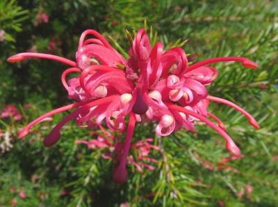 GREVILLEA ROSMARINIFOLIA
